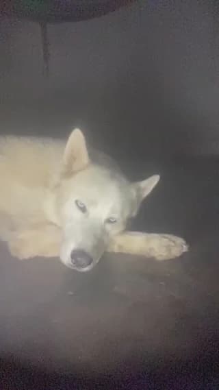 MONSTER777DADDY - cam4